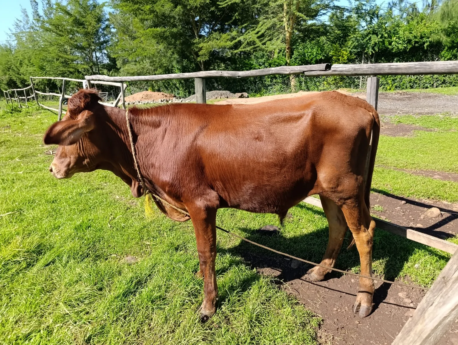 Sahiwal cows