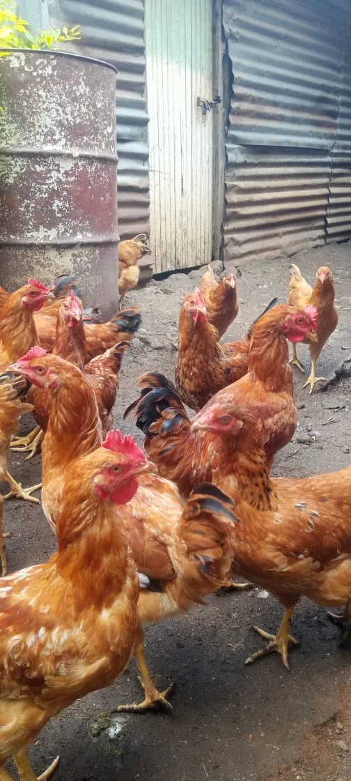 Indigenous Farming