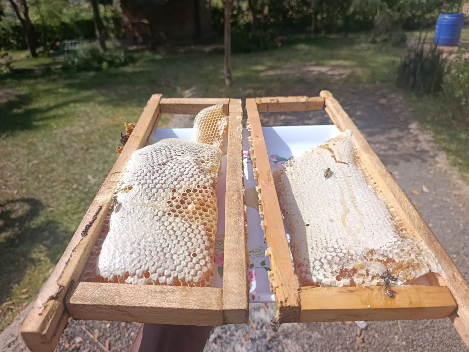 Harvesting