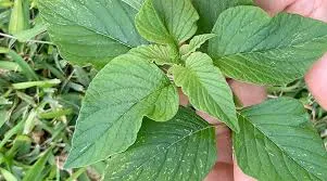 Traditional Vegetables