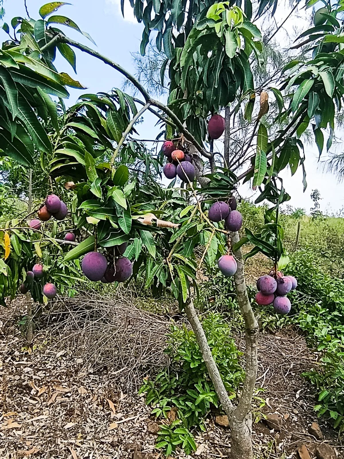Organic Fruits