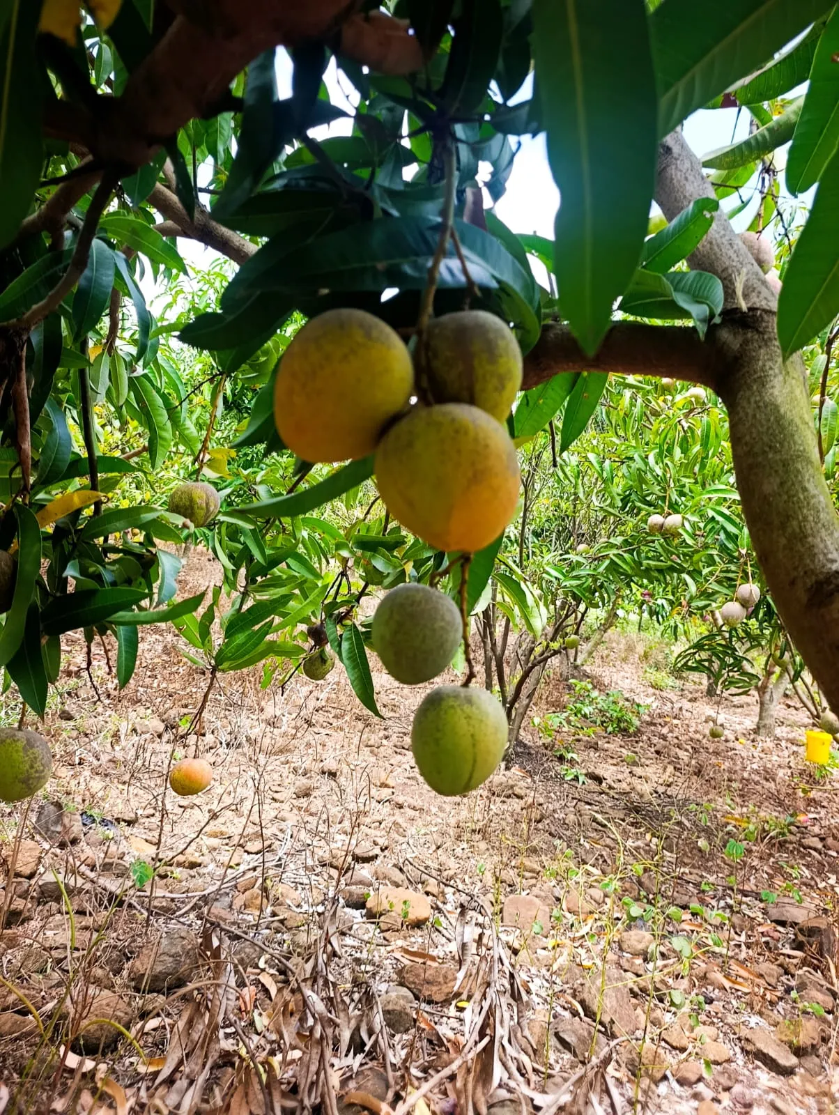 Makowino Eco Farm