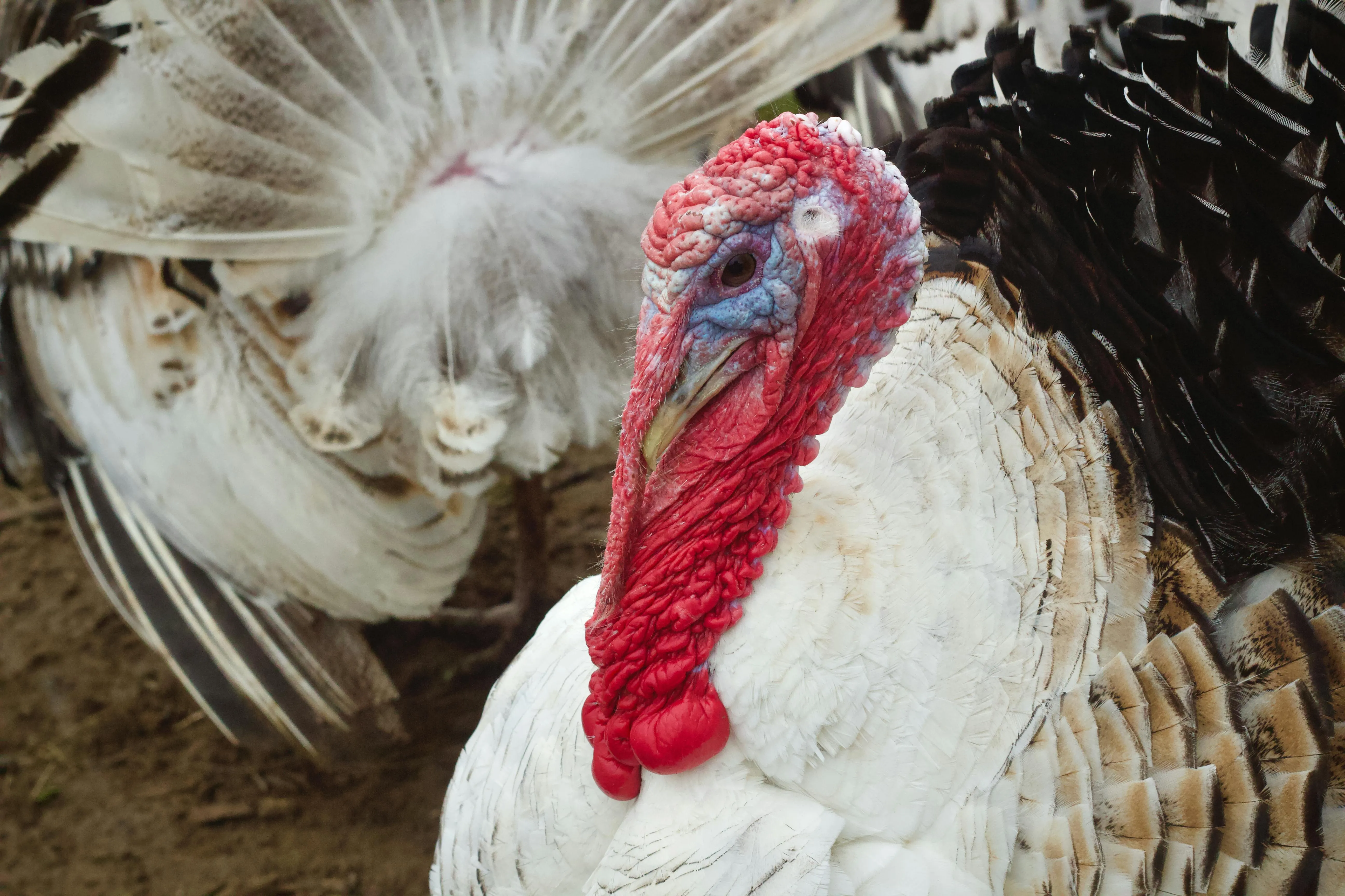 Turkey